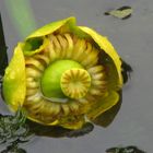 The Yellow Water-lily