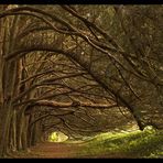 The yew walk, Huntington Castle, Clonegal, Co. Carlow