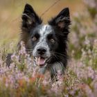 the young Border Collie "Catch me"