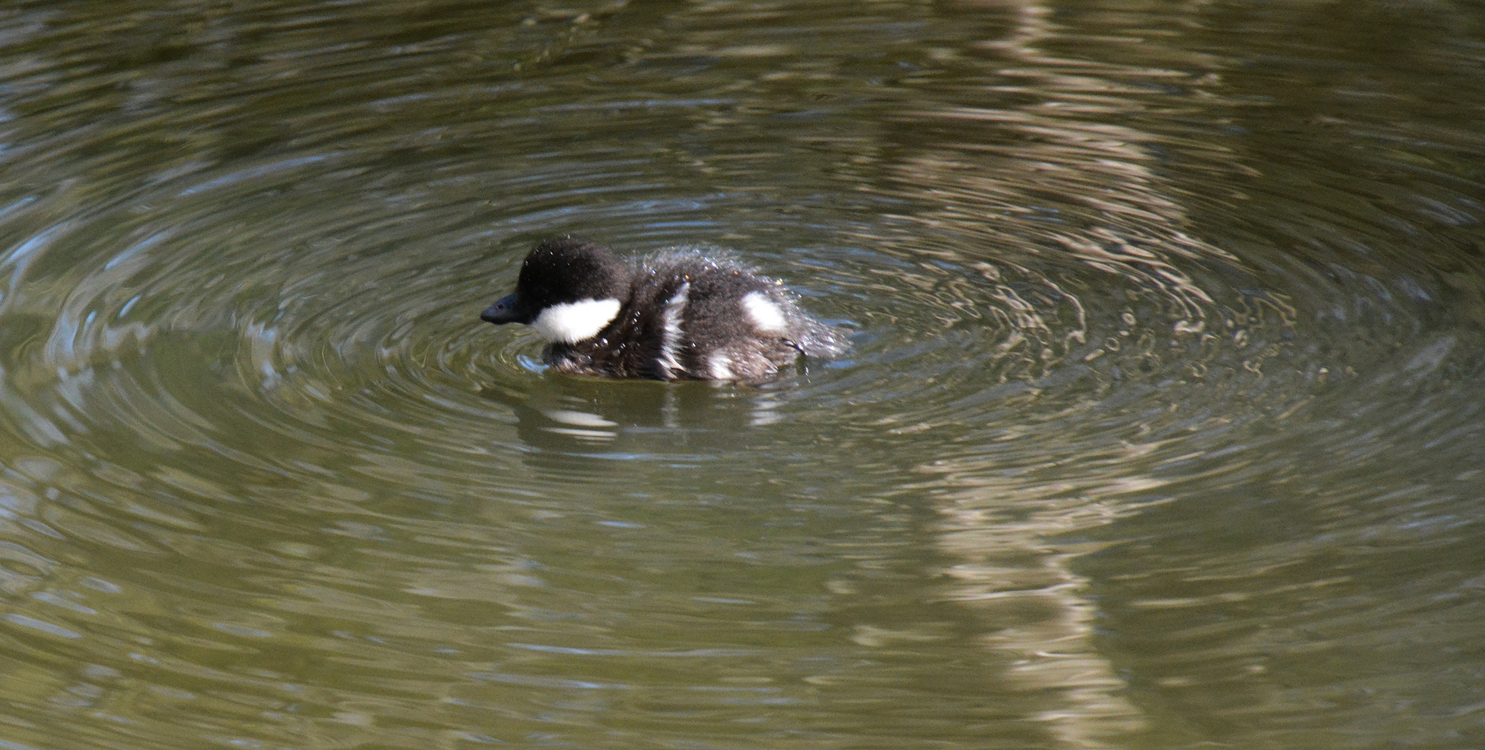 The young Common goldeneyes