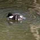 The young Common goldeneyes