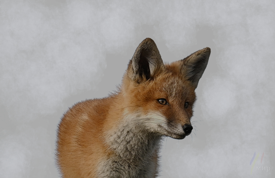 the young red fox 