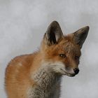 the young red fox 