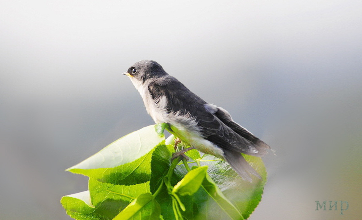 the young tree swallow