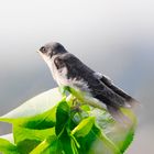 the young tree swallow