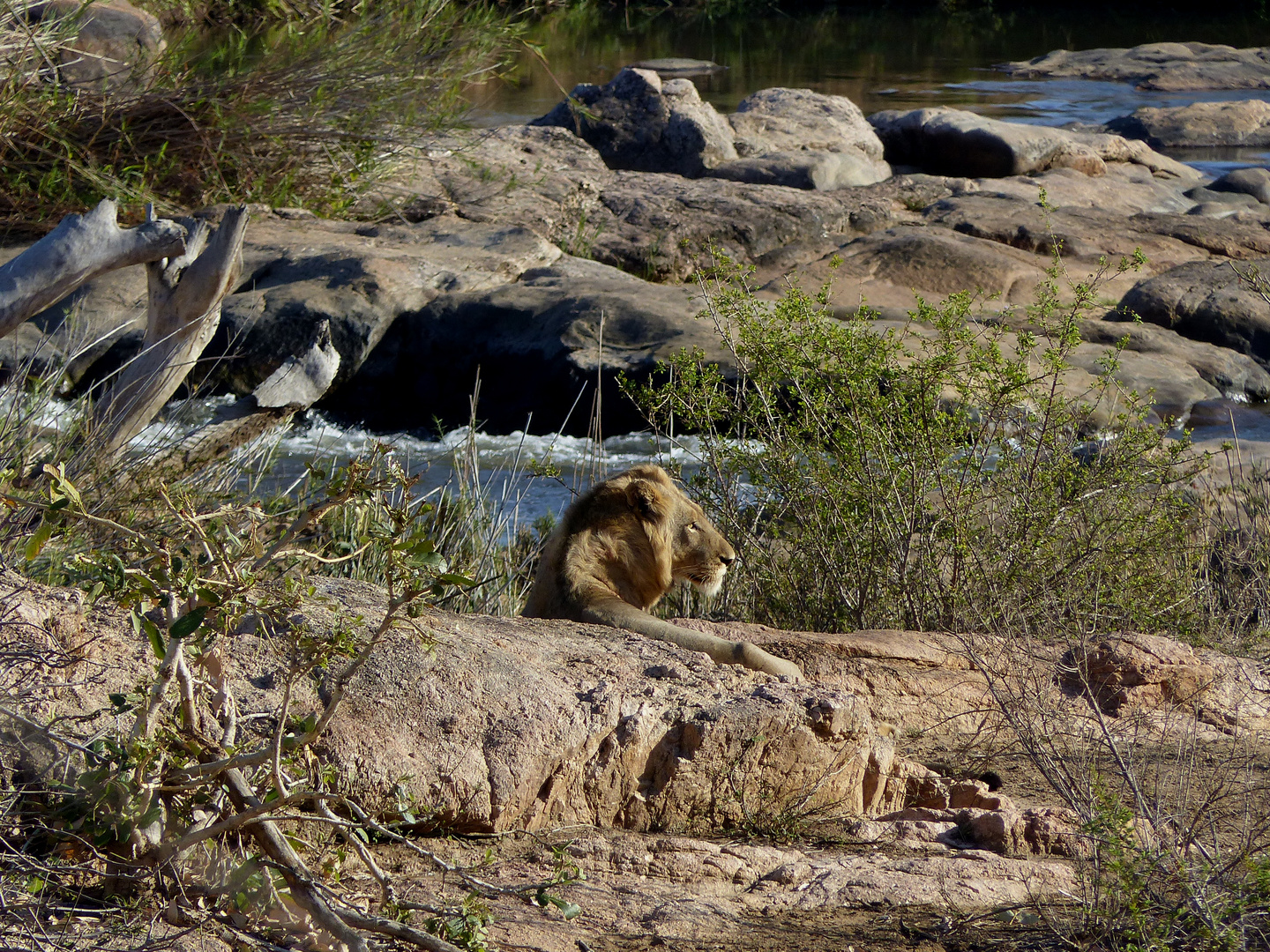 "The Young Wild" - Kruger National Park / South Africa