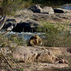 "The Young Wild" - Kruger National Park / South Africa