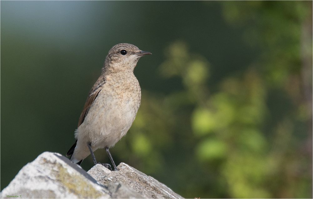 The youngster wheatear