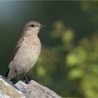 The youngster wheatear