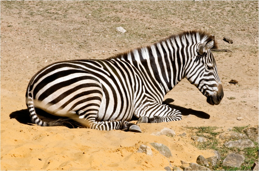 The zebra in the zoo ...