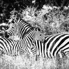 The Zebra Situation...