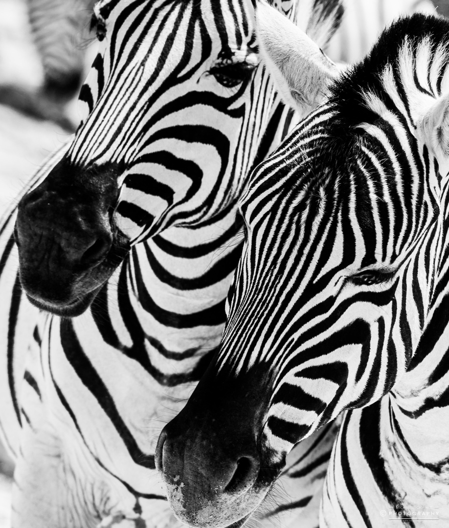 The zebra's