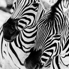 The zebra's