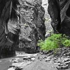 The Zion Narrows......eine Reise wert...