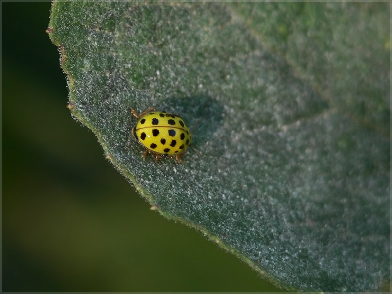 Thea vingtiduopunctata