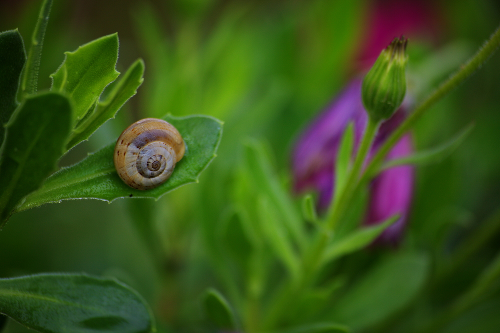 theba pisana . escargot de la méditerranée