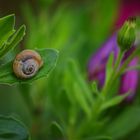 theba pisana . escargot de la méditerranée