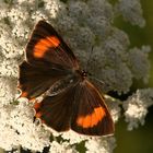 Thecla betulae » Brown Hairstreak