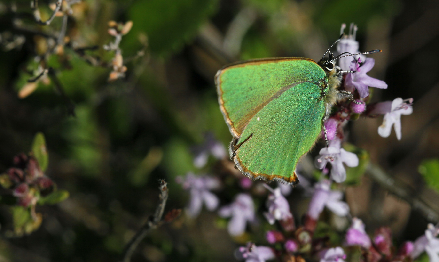 Thécla de la ronce ( callophrys rubi)