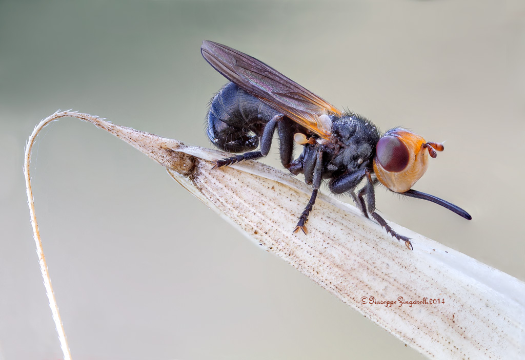 Thecophora cf.melanopa (Conopidae) -