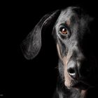 TheDoberman