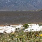 Theewaters Kloof dam, der See der toten Bäume