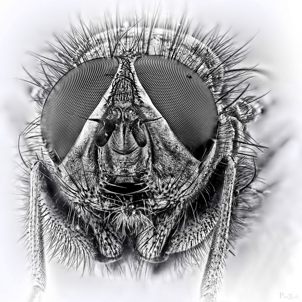 TheFly II