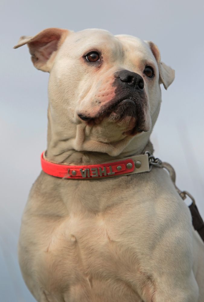 Theia - American Bulldog