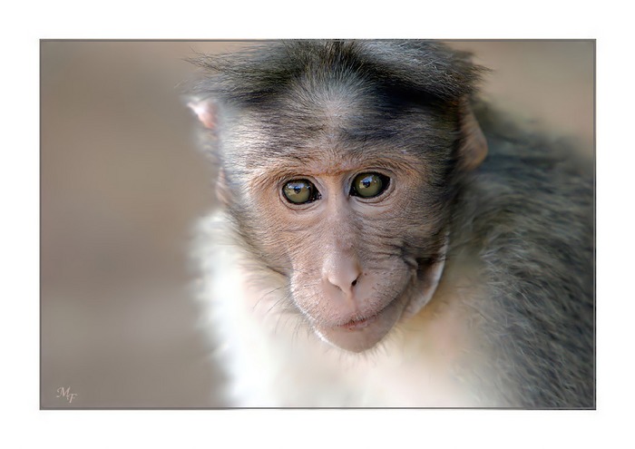 Thekkady Monkey