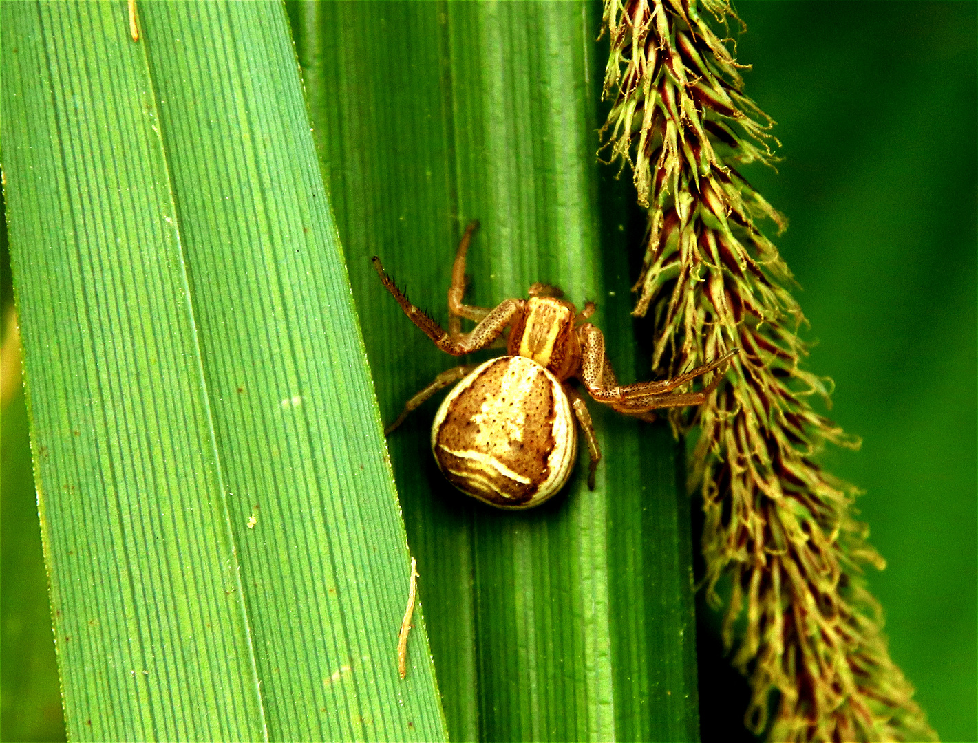 Thekla Die Freunding Von Biene Maja Foto Bild Tiere Wildlife Spinnen Bilder Auf Fotocommunity