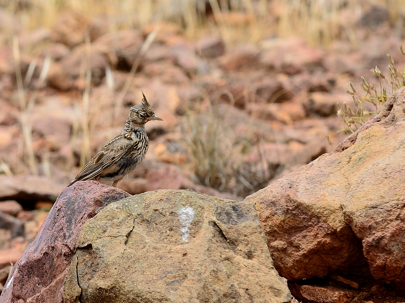 Theklalerche (Galerida theklae), Thekla's lark, Cogujada montesina