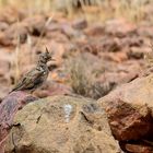 Theklalerche (Galerida theklae), Thekla's lark, Cogujada montesina