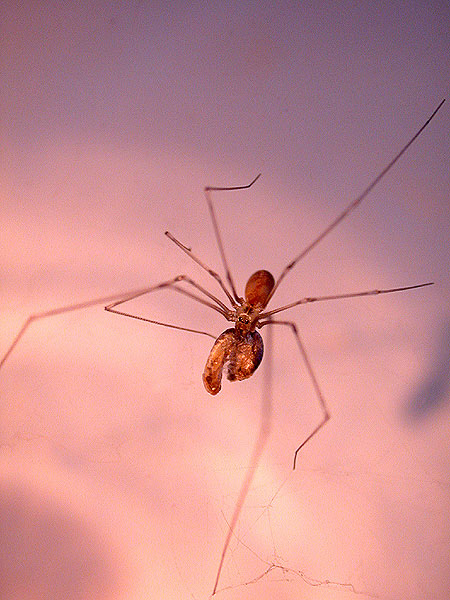 Theklina beim Krabbenschlürfen