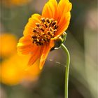 Thelesperma filifolium.