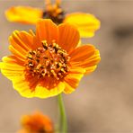 Thelesperma filifolium