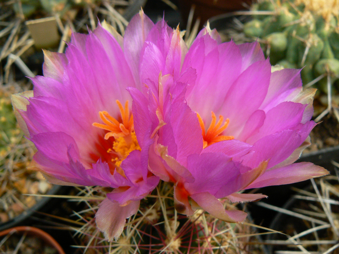 Thelocactus