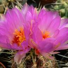 Thelocactus