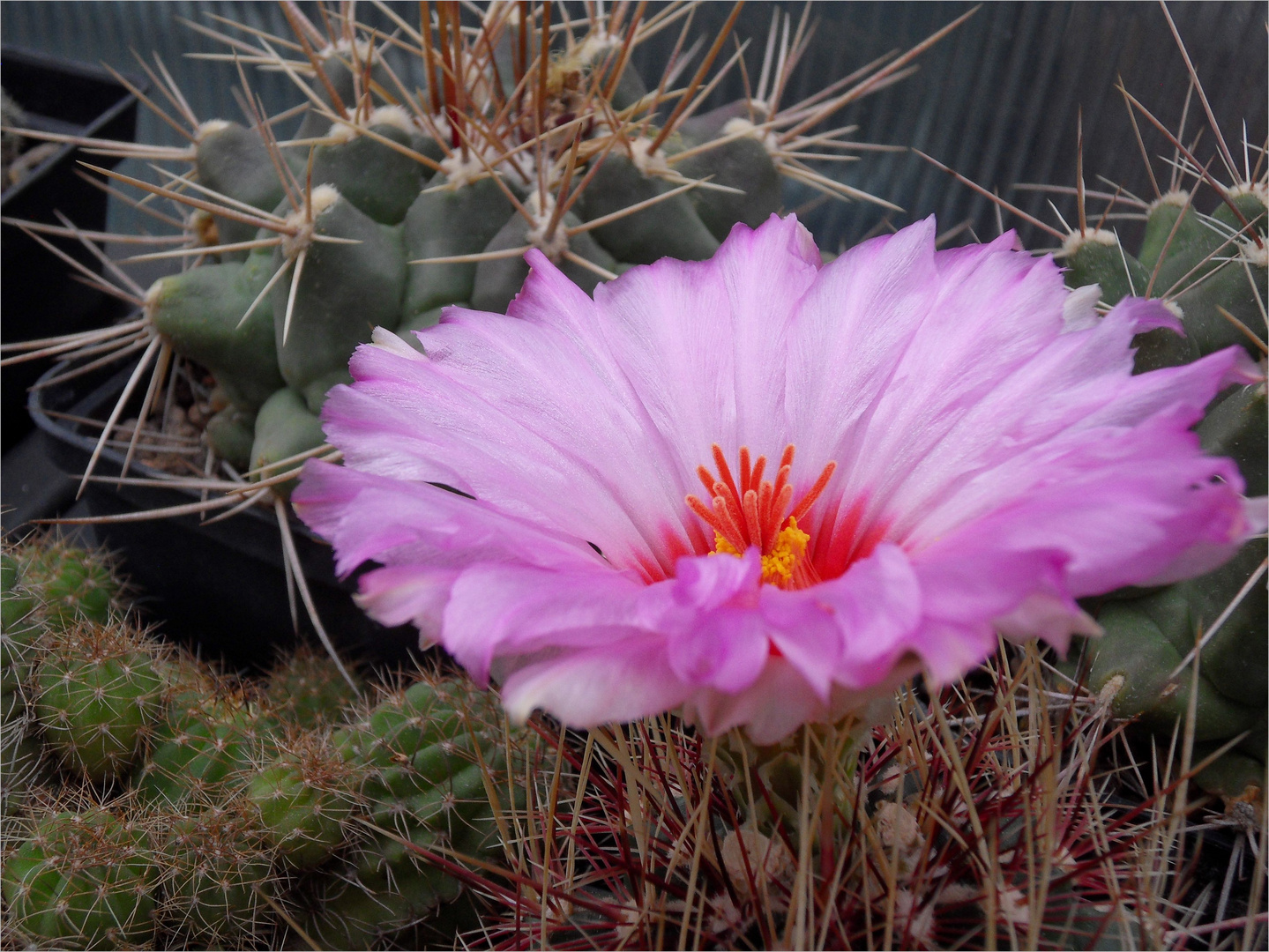 Thelocactus bicolor