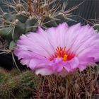 Thelocactus bicolor