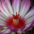 Thelocactus bicolor 2