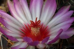 Thelocactus bicolor 2