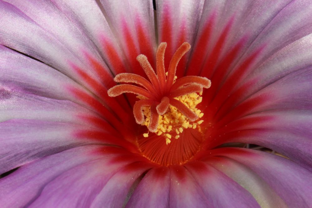 Thelocactus bicolor 3