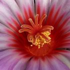 Thelocactus bicolor 3