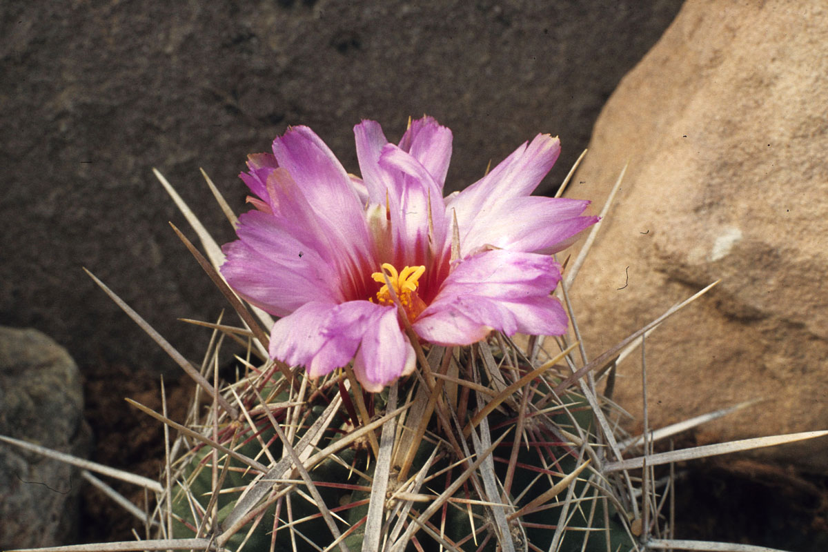 Thelocactus bicolor