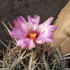 Thelocactus bicolor