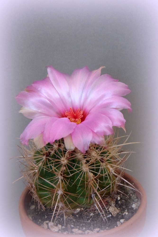 Thelocactus bicolor