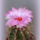 Thelocactus bicolor