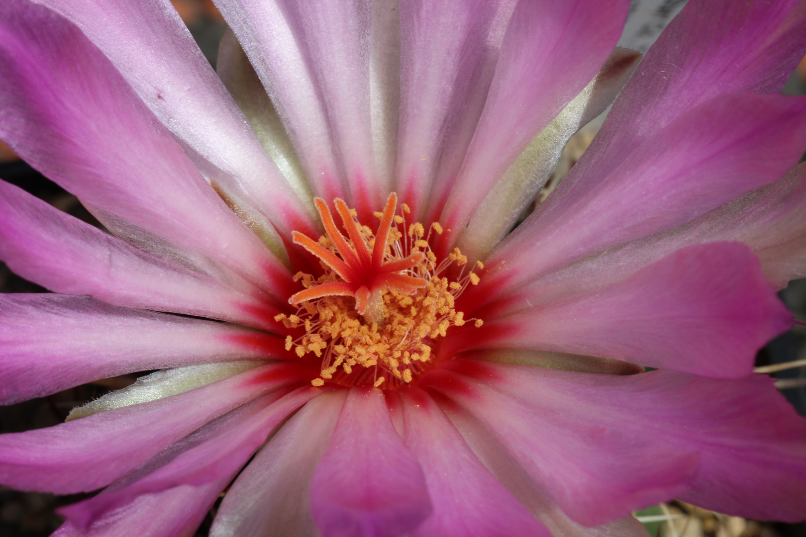 Thelocactus bicolor