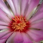 Thelocactus bicolor