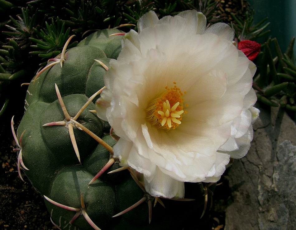 Thelocactus hexaedrophorus